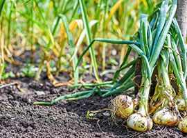 ⽶や野菜の価格高騰